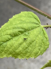 Aphis illinoisensis