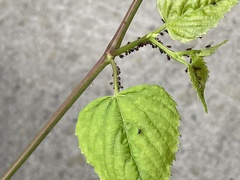 Aphis illinoisensis