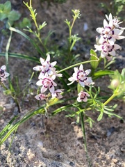 Wurmbea dioica