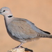 Ring-necked Dove - Photo (c) copper, some rights reserved (CC BY-NC), uploaded by copper