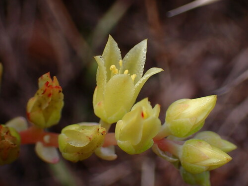 Dudleya farinosa