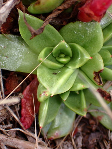 Dudleya farinosa