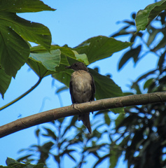 Turdus ignobilis
