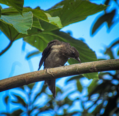 Turdus ignobilis