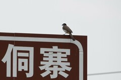 Pycnonotus xanthorrhous