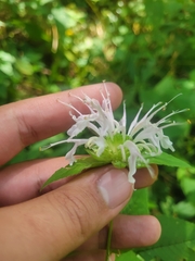 Monarda serotina