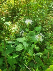Monarda serotina