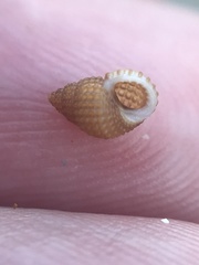 Alvania cimex