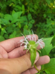 Monarda serotina