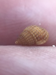 Alvania cimex