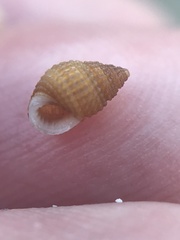 Alvania cimex