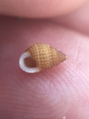 Alvania cimex