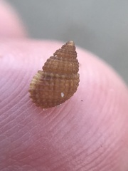 Alvania cimex