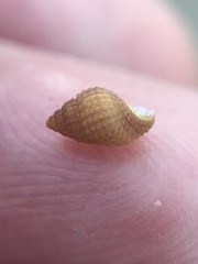 Alvania cimex