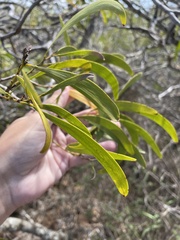 Acacia koaia