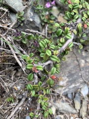 Cotoneaster morrisonensis