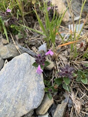 Clinopodium laxiflorum