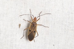 Dysdercus chiriquinus