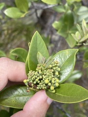 Santalum paniculatum