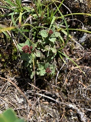 Spiraea morrisonicola