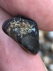 Brachidontes pharaonis