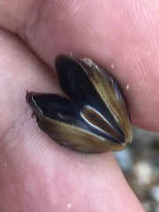 Brachidontes pharaonis