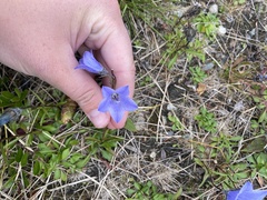 Campanula lasiocarpa