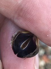 Brachidontes pharaonis