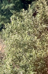Quercus ilex
