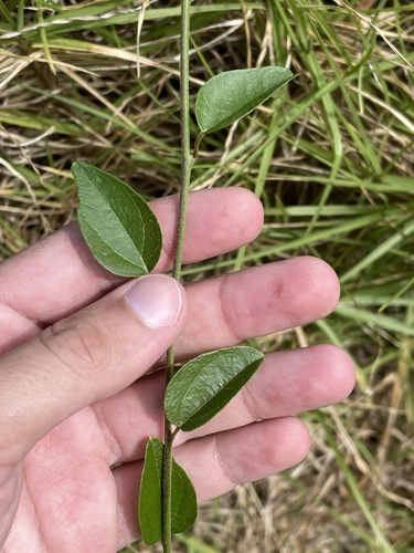 Cocculus orbiculatus observed 2022-08-08