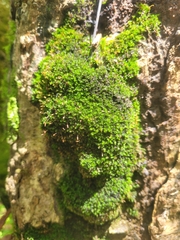 Anacamptodon splachnoides
