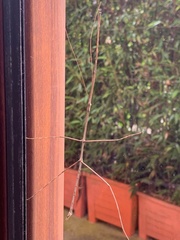 Phasmatinae