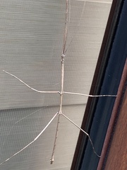 Phasmatinae