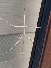 Phasmatinae