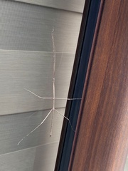 Phasmatinae