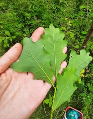 Quercus macranthera