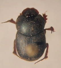 Onthophagus velutinus
