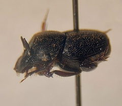 Onthophagus velutinus