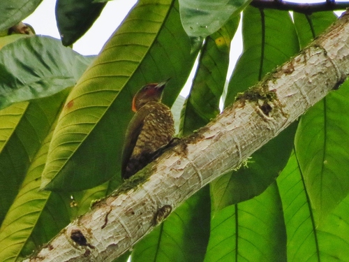 Piculus simplex