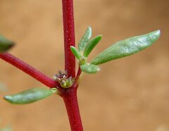 Trianthema triquetrum