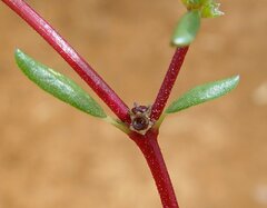 Trianthema triquetrum