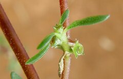 Trianthema triquetrum