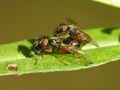 Rivellia maculipennis