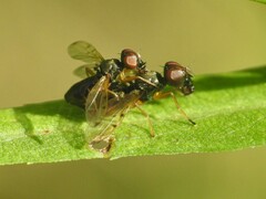 Rivellia maculipennis