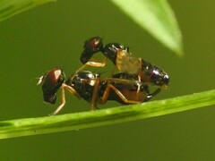 Rivellia maculipennis