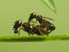 Rivellia maculipennis