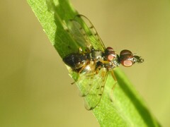 Rivellia maculipennis