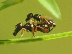 Rivellia maculipennis