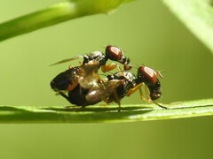 Rivellia maculipennis