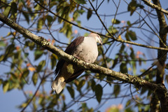 Ducula badia